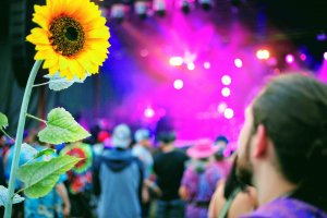 guy looking at stage at mountain music festival with sunflower