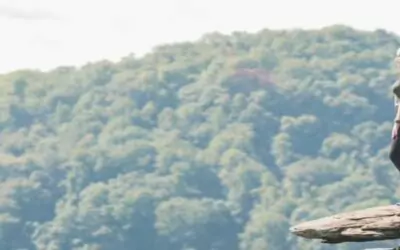 Top 5 Adventures in the New River Gorge – Kick Off Your Summer with Music & Thrills